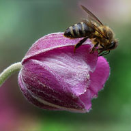 蜜蜂种类
